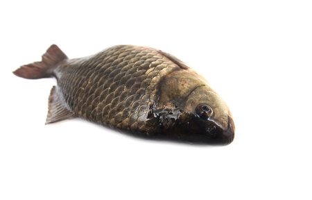 carp fish