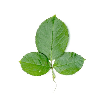Three green leaf