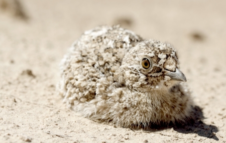 partridge on on background of the desertsの写真素材