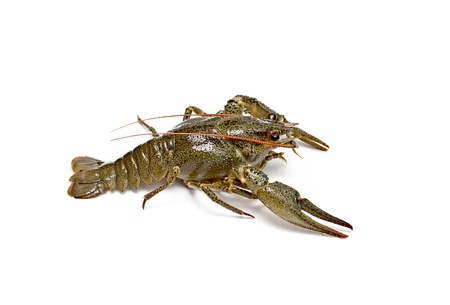 alive crayfish on a white backgroundの写真素材