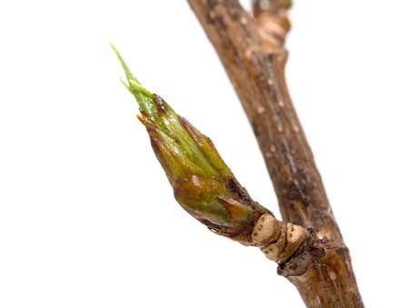 green buds of mapleの写真素材
