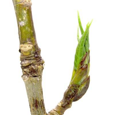green buds of mapleの写真素材
