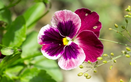 flowers of the fieldの写真素材