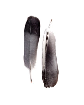 feather of a bird on a white backgroundの写真素材