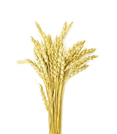 ears of wheat on a white backgroundの写真素材