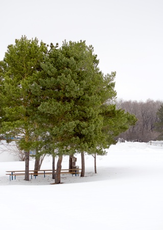 trees in winterの写真素材