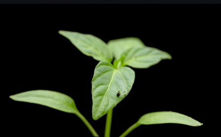 pepper seedlingsの写真素材