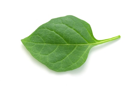 green leaf on a white backgroundの写真素材
