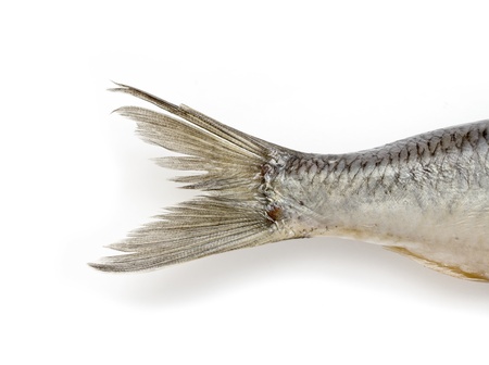 tail of a fish herring on white backgroundの写真素材