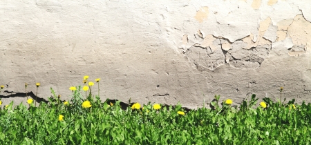 green grass on a background of a wall