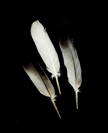 pigeon feather on the black backgroundの写真素材