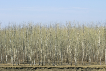 Beautiful spring landscape with Siberian natureの写真素材