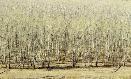 Beautiful spring landscape with Siberian natureの写真素材