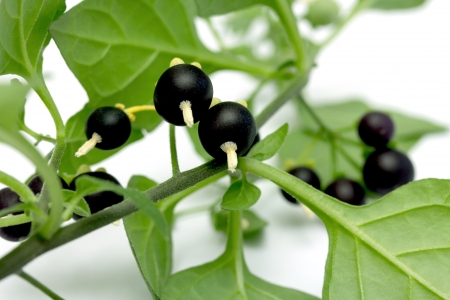 black berries on a green branch isolated on white background