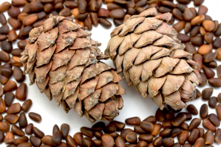 Siberian pine nuts and needles branch on white background