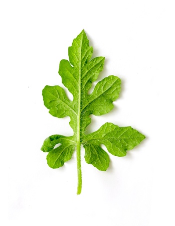 green leaf on a whiteの写真素材