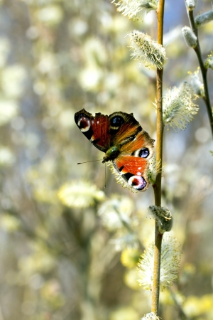 Peacock butterfly on the pussy willowの写真素材