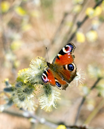Peacock butterfly on the pussy willowの写真素材
