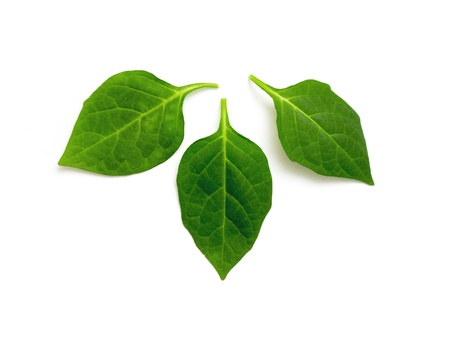 three green leaf on a white background