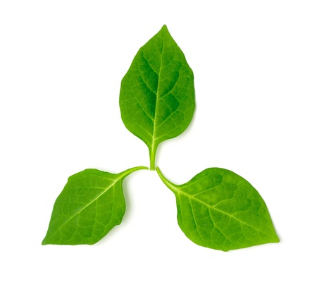 three green leaf on a white background