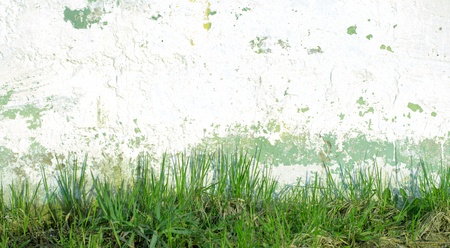 green grass on a background of a wallの写真素材