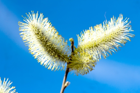 Flower Willow on a sky backgroundの写真素材