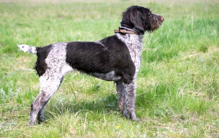 Pointer hunting dog by natureの写真素材