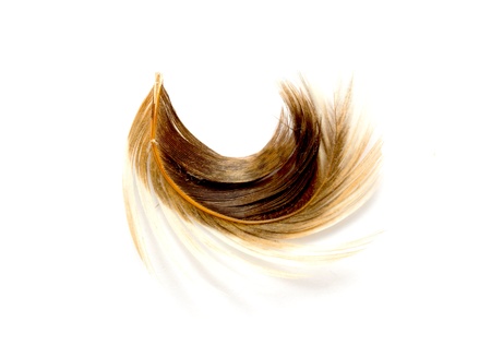 Feather isolated on the white background
