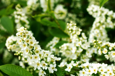 white cherry flowers