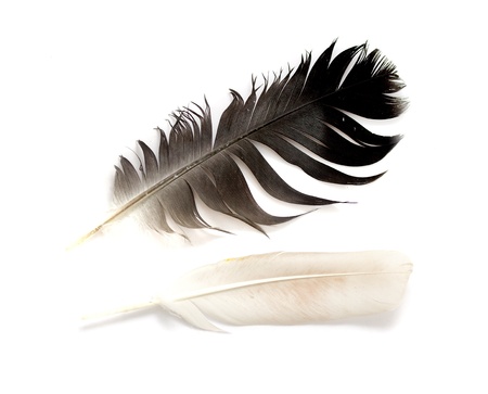 Feather isolated on the white background