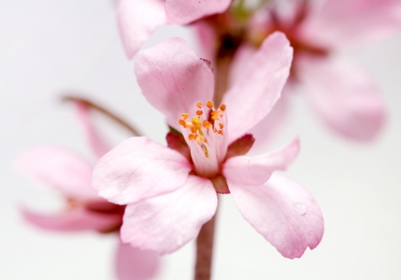 Pink cherry blossom sakura on whiteの写真素材