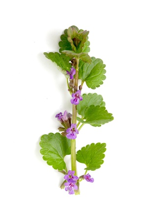 Marjoram Origanum vulgare herb blooming isolated on whiteの写真素材