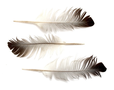 bird feather on white backgroundの写真素材