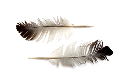 bird feather on white backgroundの写真素材
