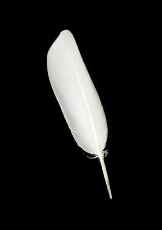 pigeon feather on the black background pigeon feather on the black background