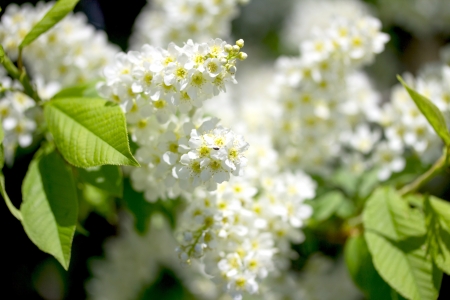 cherry flowers in spring