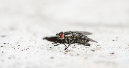 Common house fly macroの写真素材