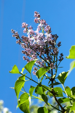 Lilac flowers in the gardenの写真素材