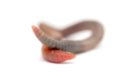 Close  up of earthwormの写真素材