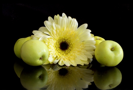 Flower gerbera, macro shotの写真素材