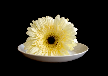 Flower gerbera, macro shotの写真素材