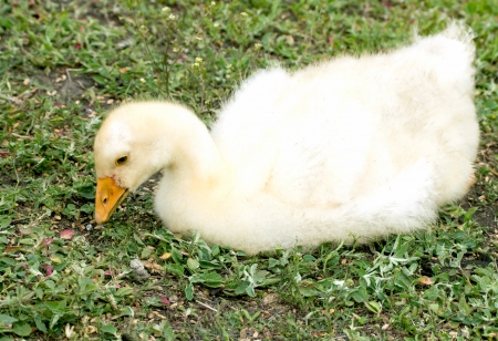 Little ducksの写真素材