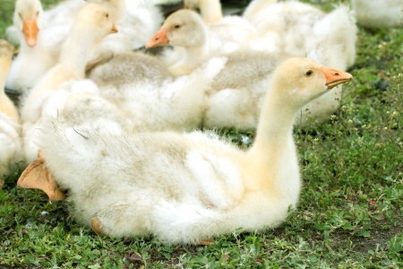 Little ducksの写真素材