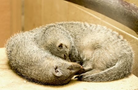 Dwarf Mongoose - Helogale parvula, zooの写真素材