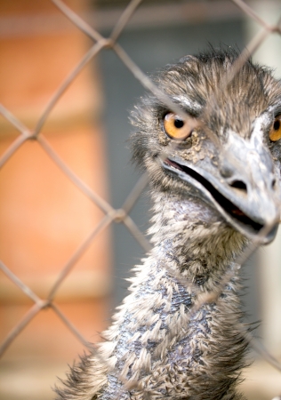 Portrait of an emu, the largest  birdの写真素材