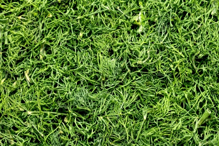 dried dill isolated on whiteの写真素材