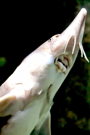 sturgeon fish, the view through the glass of the aquariumの写真素材