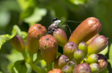 Ant Parasitoid Waspの写真素材