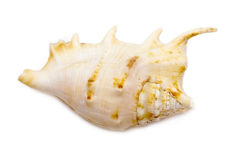 sea shell closeup isolated on white