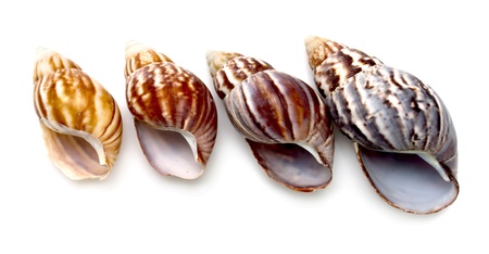 sea shell closeup isolated on white